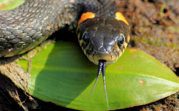 Գիտնականները պարզել են, թե ինչպես են օձերը կորցրել իրենց վերջույթները